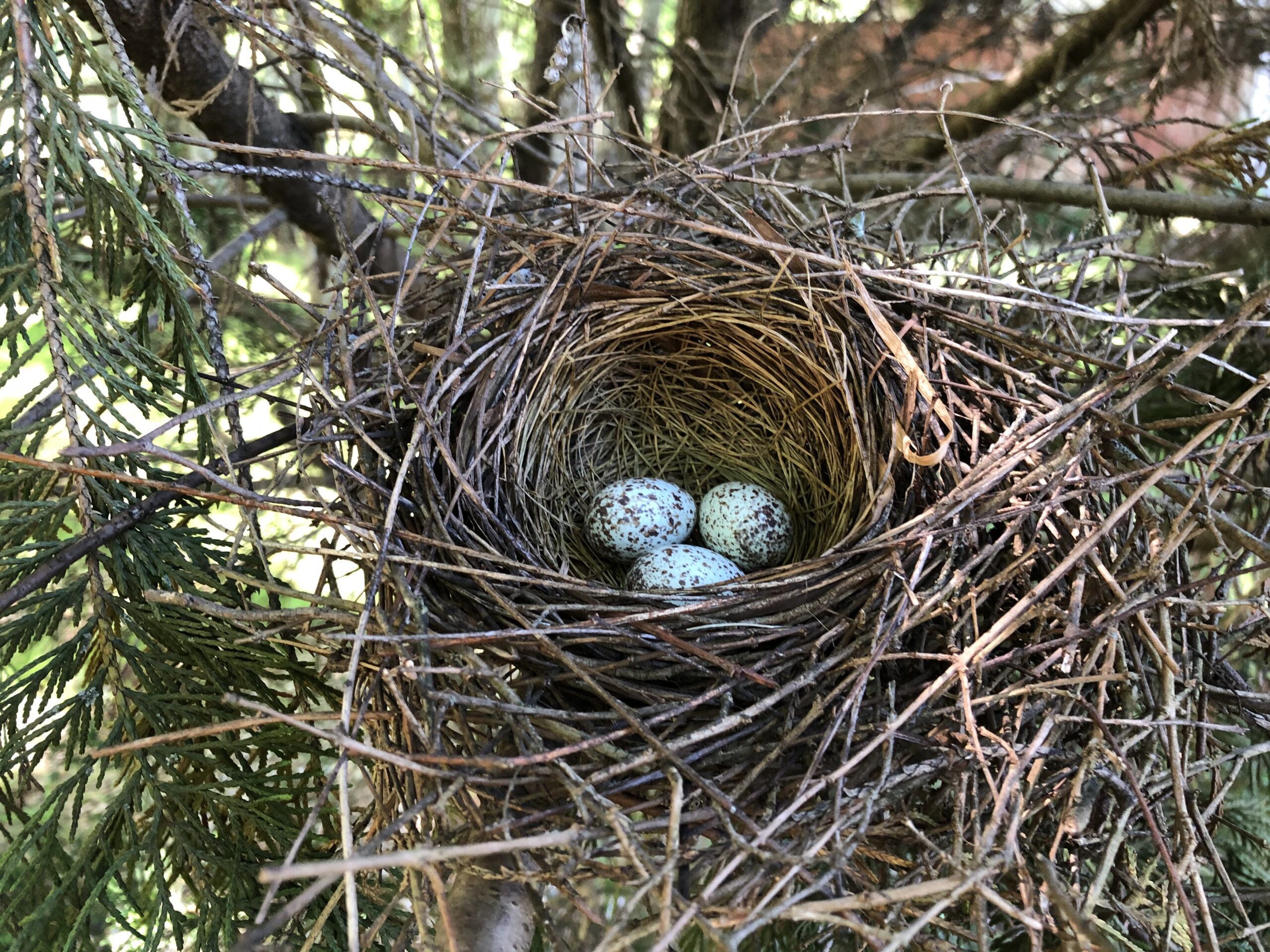 nest with eggs