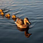 mom duck with baby ducks